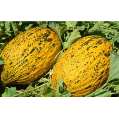 Ариана F1 - семена дыни, 1000сем., Libra Seeds
